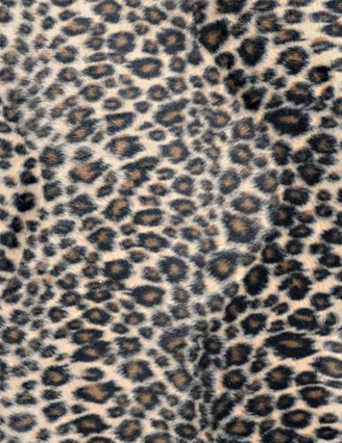 PELO_Leopard_B